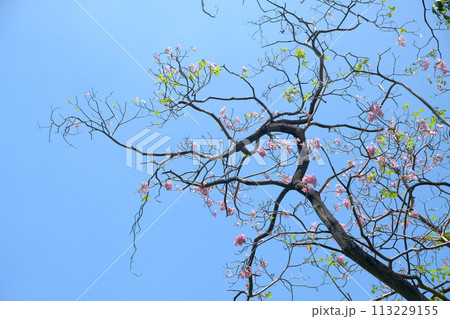 Pink trumpet tree flower blooming  and sky 113229155