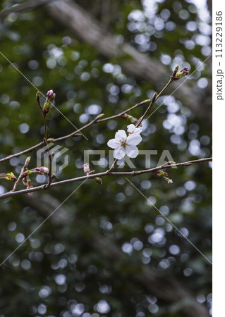 咲き始めの桜の花 ソメイヨシノ 113229186