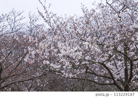 咲き始めの桜の花 ソメイヨシノ 113229187