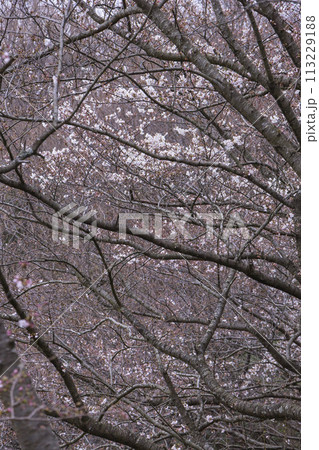 咲き始めの桜の花 ソメイヨシノ 113229188