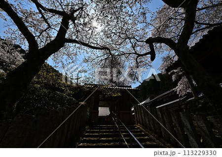 桜咲く春の宇土観音 113229330