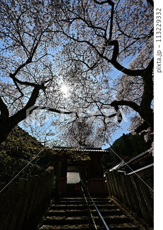桜咲く春の宇土観音 桜咲く春の宇土観音 113229332