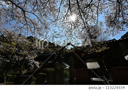 桜咲く春の宇土観音 桜咲く春の宇土観音 113229334