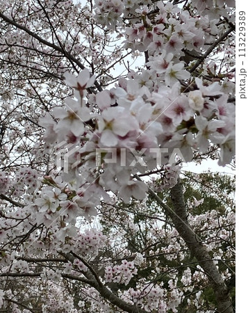 春の青空に映える満開の桜 113229389