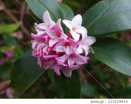 ジンチョウゲ 113229413