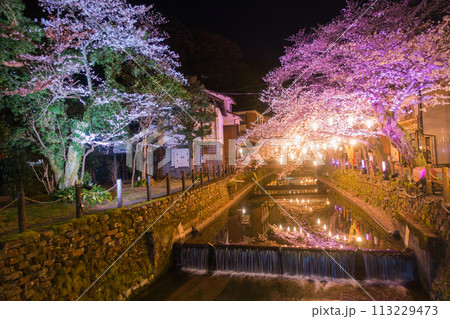 城崎温泉夜桜ライトアップ(兵庫県-城崎温泉) 城崎温泉夜桜ライトアップ(兵庫県-城崎温泉) 113229473