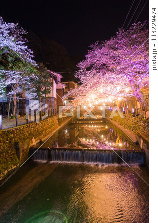 城崎温泉夜桜ライトアップ(兵庫県-城崎温泉) 城崎温泉夜桜ライトアップ(兵庫県-城崎温泉) 113229474