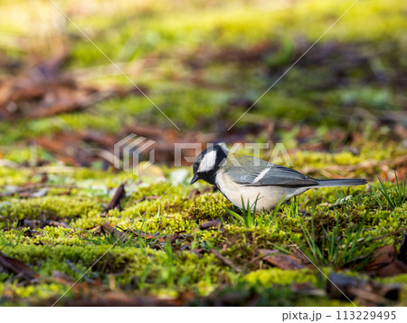 地面を歩くシジュウカラ 113229495