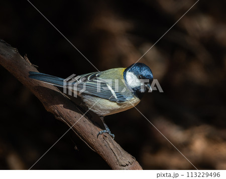 木の枝にとまるシジュウカラ 木の枝にとまるシジュウカラ 113229496