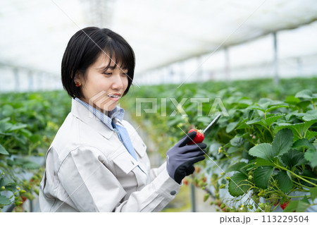 スマート農業を行う女性 スマート農業を行う女性 113229504