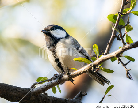 木の枝にとまるシジュウカラ 木の枝にとまるシジュウカラ 113229520