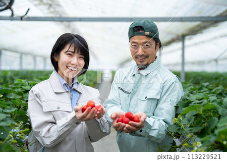 ビニールハウスで収穫したイチゴを持つ生産者 ビニールハウスで収穫したイチゴを持つ生産者 113229521