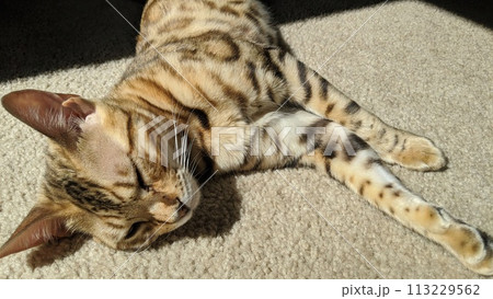 Bengal Cat Napping in Sunlight on Beige Carpet Close-Up Bengal Cat Napping in Sunlight on Beige Carpet Close-Up 113229562