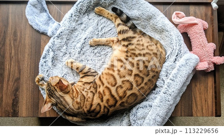 Relaxed Bengal Cat in Bunny-Shaped Bed with Pink Toy, Overhead View Relaxed Bengal Cat in Bunny-Shaped Bed with Pink Toy, Overhead View 113229656