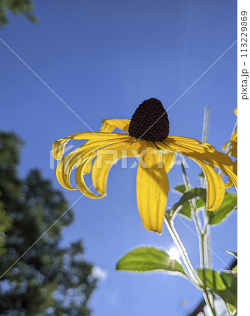 Sunlit Yellow Flower and Blue Sky Close-Up Sunlit Yellow Flower and Blue Sky Close-Up 113229869