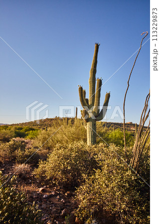 Saguaro Cactus in Arizona Desert with Rolling Hills Saguaro Cactus in Arizona Desert with Rolling Hills 113229873