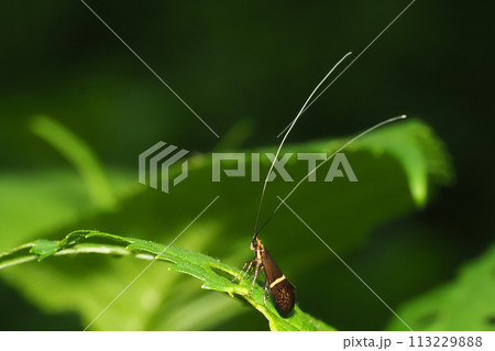 ホソオビヒゲナガ（オス） 113229888