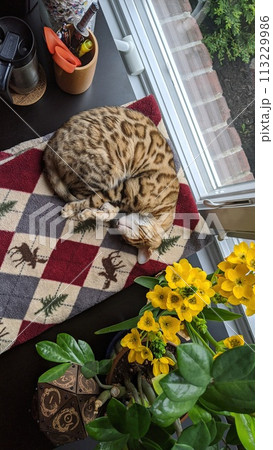 Bengal Cat on Checkered Blanket with Yellow Flowers and Office Backdrop Bengal Cat on Checkered Blanket with Yellow Flowers and Office Backdrop 113229986