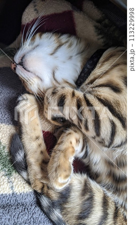 Serene Striped Cat Asleep on Cozy Blankets Serene Striped Cat Asleep on Cozy Blankets 113229998