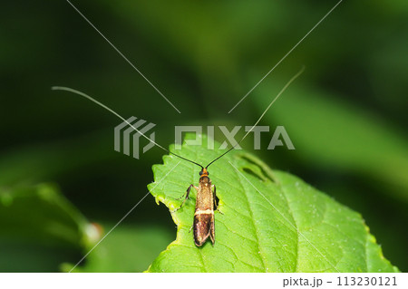 ホソオビヒゲナガ（オス） 113230121