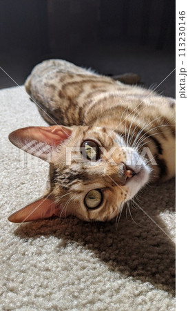 Tabby Cat Relaxing in Sunlit Home, Eye-Level View 113230146