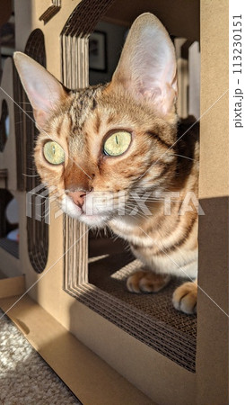 Golden-Brown Tabby Cat in Cardboard Playhouse with Sunlit Whiskers 113230151