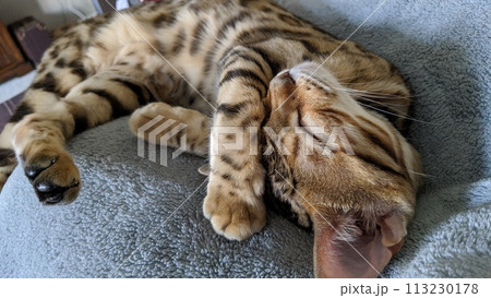 Bengal Cat Asleep on Grey Blanket, Soft Natural Light Bengal Cat Asleep on Grey Blanket, Soft Natural Light 113230178