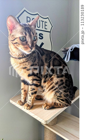 Bengal Cat on Sisal-Covered Shelf with Route 66 Decor 113230189