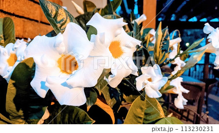 Twilight White Flowers with Golden Centers in Garden Setting Twilight White Flowers with Golden Centers in Garden Setting 113230231