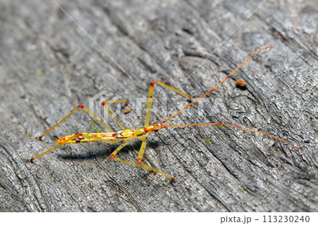 黄色に赤い斑点、サイケデリックな体色のヒゲナガサシガメの幼虫（自然光＋ストロボ、マクロ接写撮影） 113230240