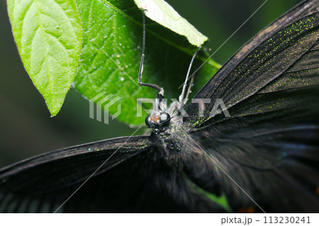 青葉にぶら下がり、木陰で一休み中のカラスアゲハ蝶(マクロレンズ使用・自然光・接写写真) 青葉にぶら下がり、木陰で一休み中のカラスアゲハ蝶(マクロレンズ使用・自然光・接写写真) 113230241