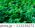 植物の葉が密集した背景写真 113230272