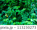 植物の葉が密集した背景写真 113230273