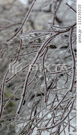 Icy Twigs and Winter Tranquility - Close-Up 113230310
