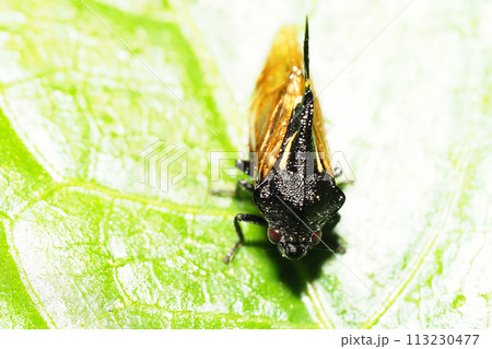 タケウチトゲアワフキ 113230477