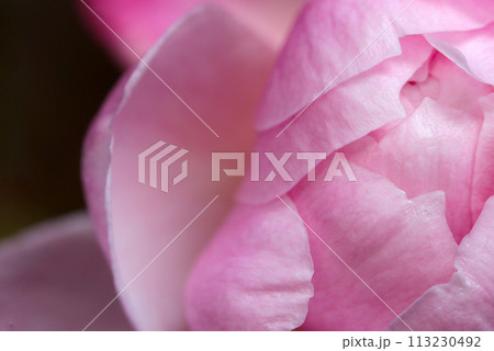 明るいエレガントなピンクのバラ花びらテクスチャー(自然光+マクロ接写写真) 明るいエレガントなピンクのバラ花びらテクスチャー(自然光+マクロ接写写真) 113230492