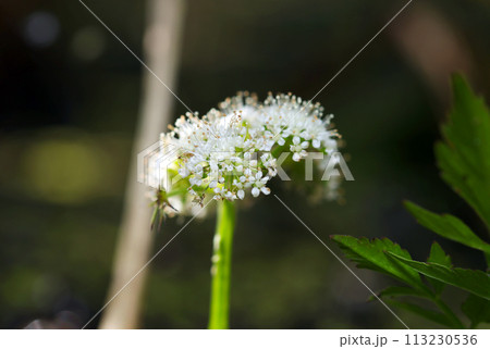 里山の畦に咲く白いセリの傘状花序（晴天下マクロ撮影） 113230536