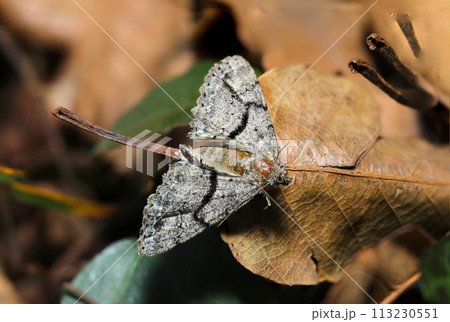 枯れ葉の上を徘徊するシロテンエダシャク蛾(成虫・雌・自然光+ストロボ、マクロ接写撮影) 枯れ葉の上を徘徊するシロテンエダシャク蛾(成虫・雌・自然光+ストロボ、マクロ接写撮影) 113230551