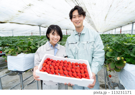 ビニールハウスで収穫した沢山のイチゴを持つ生産者 ビニールハウスで収穫した沢山のイチゴを持つ生産者 113231171