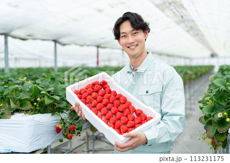 ビニールハウスで収穫した沢山のイチゴを持つ生産者 113231175