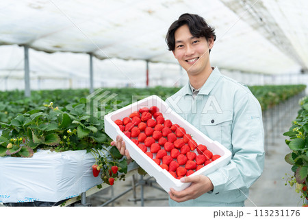 ビニールハウスで収穫した沢山のイチゴを持つ生産者 113231176