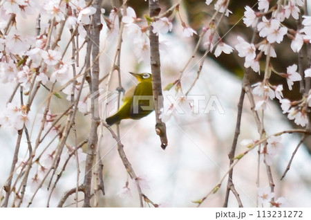 満開の桜の花とメジロ 113231272