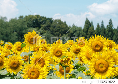 ひまわり(津南ひまわり広場) ひまわり(津南ひまわり広場) 113231622