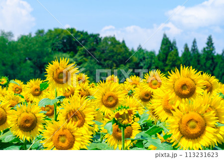 ひまわり（津南ひまわり広場） 113231623