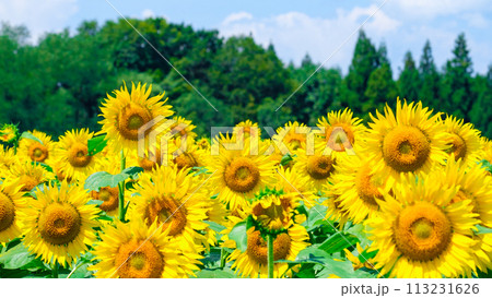 ひまわり（津南ひまわり広場） 113231626