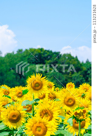 ひまわり（津南ひまわり広場） 113231628