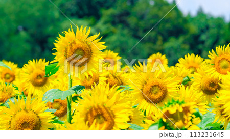 ひまわり（津南ひまわり広場） 113231645