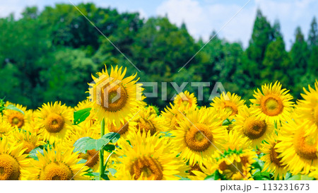 ひまわり(津南ひまわり広場) ひまわり(津南ひまわり広場) 113231673
