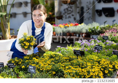 Young female seller holding wallflowers in pot 113231685