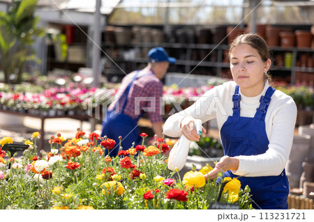 Female worker arranging flowering ranunculus in pots while gardening in modern glasshouse Female worker arranging flowering ranunculus in pots while gardening in modern glasshouse 113231721